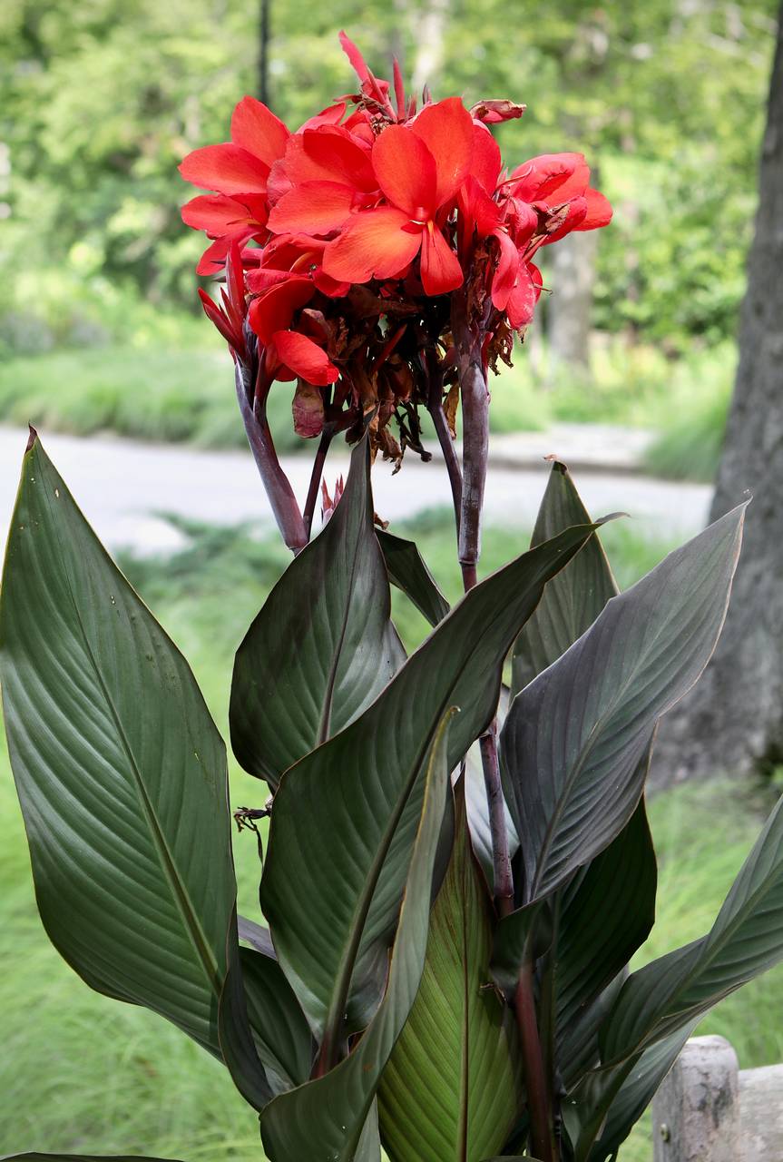 Photo of Canna Lily
